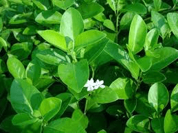 7 Faayidaa Fayyaa Qorichaa Kileeroodendrum Filoomidis (Wild Jasmine) .