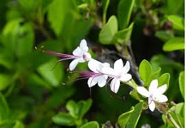7 Medicinal Health Benefits of Clerodendrum Phlomidis (Wild Jasmine)
