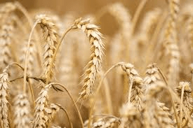 6 Medicinal Health Benefits of Common Wheat (Triticum Aestivum)