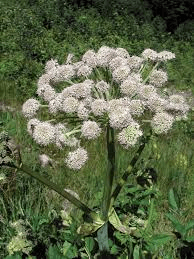 9 Bienfaits Médicinaux de Cumin (Cuminum Cyminum)