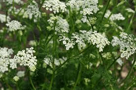 9 Bienfaits Médicinaux de Cumin (Cuminum Cyminum)