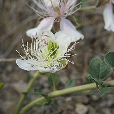 13 Medicinal Health Benefits of Crateva Nurvela (Varuna Tree)