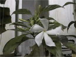 15 Medicinal Health Benefits of Tabernaemontana coffeoides (Coffee Milkwood)