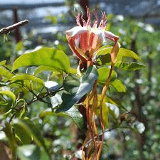 10 Medicinal Health Benefits of Strophanthus speciosus (Climbing Oleander)