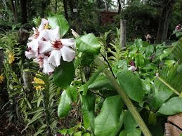 10 Medicinal Health Benefits of Strophanthus eminii (Emin's Climbing Oleander)
