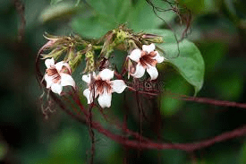 10 Medicinal Health Benefits of Strophanthus preussii (Preuss's Strophanthus)