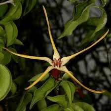 10 Medicinal Health Benefits of Strophanthus amboensis (Amboensis Climber)