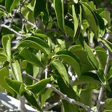 10 Medicinal Health Benefits of Strophanthus amboensis (Amboensis Climber)
