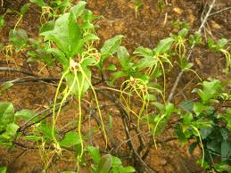 10 Medicinal Health Benefits of Strophanthus divaricatus (Twisted Arrowroot)
