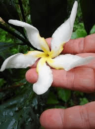 10 Medicinal Health Benefits of Tabernaemontana pachysiphon (Smoothfruit Cornettree)