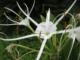 10 Bienfaits Médicinaux de Tabernaemontana elegans (Élégant en Bois Spider Lily)