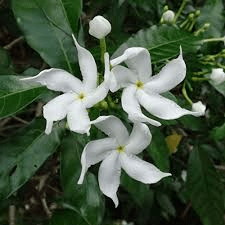 20 Medicinal Health Benefits of Tabernaemontana crassa (Crape Jasmine)