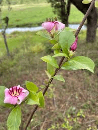 10 Medicinal Health Benefits of Strophanthus welwitschii (Welwitsch's arrow poison)