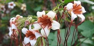 10 Medicinal Health Benefits of Strophanthus welwitschii (Welwitsch's arrow poison)