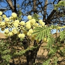 10 Bienfaits Médicinaux de Vachellia tortilis (Parapluie Épine d'Acacia)