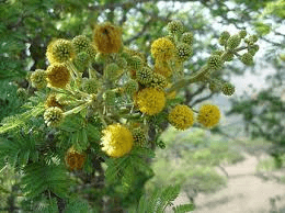 10 Bienfaits Médicinaux de Vachellia nilotica subsp. nilotica (Nil acacia)