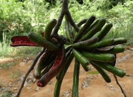 20 Medicinal Health Benefits of Xylopia aethiopica (African Pepper)