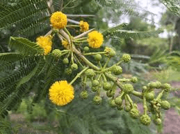 10 Medicinal Health Benefits of Vachellia karroo (Sweet Thorn)