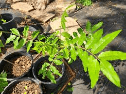 10 Medicinal Health Benefits of Zanthoxylum asiaticum (Toothache Tree)