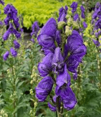 10 Medicinal Health Benefits of Aconitum carmichaelii (Carmichael's Monkshood)