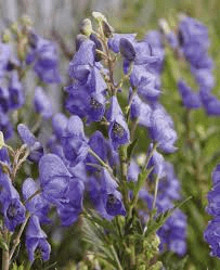 10 Medicinal Health Benefits of Aconitum carmichaelii (Carmichael's Monkshood)