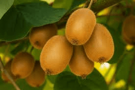 10 Medicinal Health Benefits of Actinidia chinensis (Kiwi Fruit)