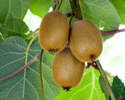 10 Medicinal Health Benefits of Actinidia chinensis (Kiwi Fruit)