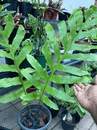 10 Medicinal Health Benefits of Aglaomorpha fortunei (Chinese Evergreen Vine)