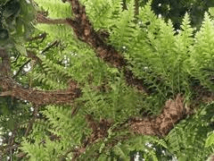 10 Medicinal Health Benefits of Aglaomorpha fortunei (Chinese Evergreen Vine)