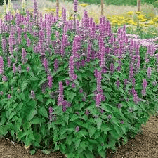 10 Medicinal Health Benefits of Agastache rugosa (Korean Mint)