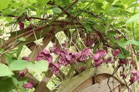 12 Médicinales Avantages pour la Santé de l'Akebia quinata (Chocolat Vigne)