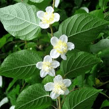 10 Medicinal Health Benefits of Actinidia polygama (Silver Vine)