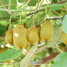 10 Medicinal Health Benefits of Actinidia polygama (Silver Vine)