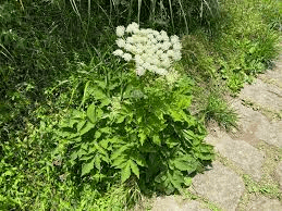 10 Bienfaits Médicinaux de l'Angélique pubescens (Du Huo)