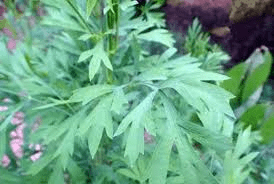 10 Bienfaits Médicinaux de l'Angélique pubescens (Du Huo)