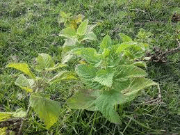 10 Bienfaits Médicinaux de Urtica massaica (Afrique Ortie)