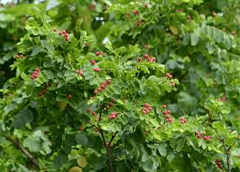 10 Medicinal Health Benefits of Breynia vitis-idaea (Snowbush)