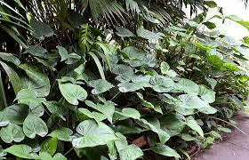 15 Medicinal Health Benefits of Alocasia cucullata (Chinese taro)