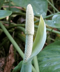 15 Medicinal Health Benefits of Alocasia cucullata (Chinese taro)