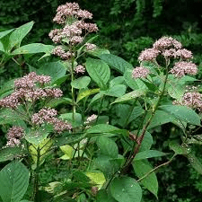 15 Bienfaits Médicinaux de Dichroa (Dichroa Febrifuga)