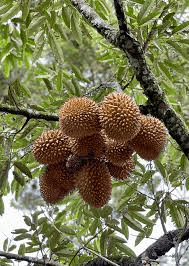 6 Bienfaits Médicinaux de Durian (Durio Zibethinus)