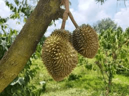 10 Medicinal Health Benefits of Durian (Durio)