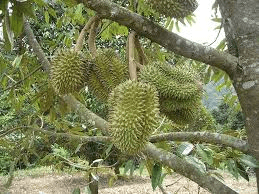 10 Medicinal Health Benefits of Durian (Durio)