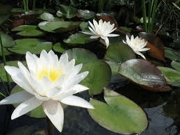 9 Medicinal Health Benefits of White Water-lily (Nymphaea Alba)