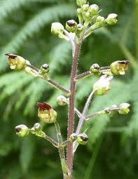 8 Medicinal Health Benefits of Scrophularia nodosa (Common Figwort)