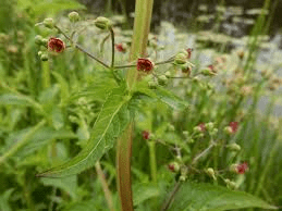 7 Medicinal Health Benefits of Scrophularia umbrosa (Figwort)