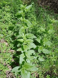 7 Medicinal Health Benefits of Scrophularia umbrosa (Figwort)