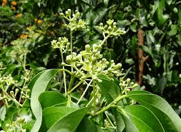 10 Medicinal Health Benefits of Cinnamomum Cassia (Chinese cinnamon)