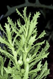 Health Benefits of Centipeda (Centipeda minima)