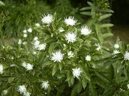 20 Medicinal Health Benefits of Cāng zhú (Atractylodes lancea)